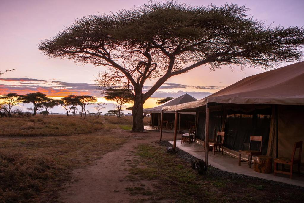 Découverte des vastes plaines, de Serengeti et du territoire des fauves. Un dîner au feu de camp est prévu . Installation au lodge Mawe tented camp situé au cœur de la savane.