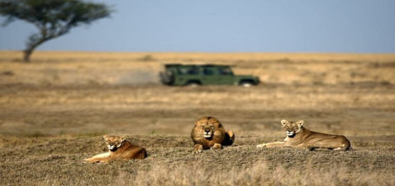 Safari grande migration sud