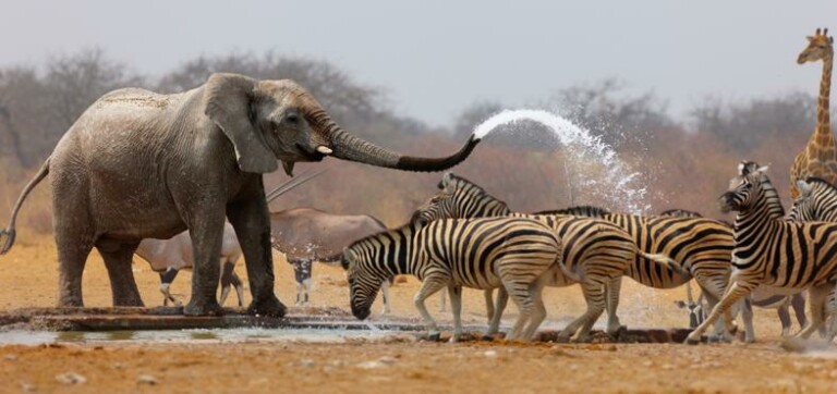 Safari classique 6 jours